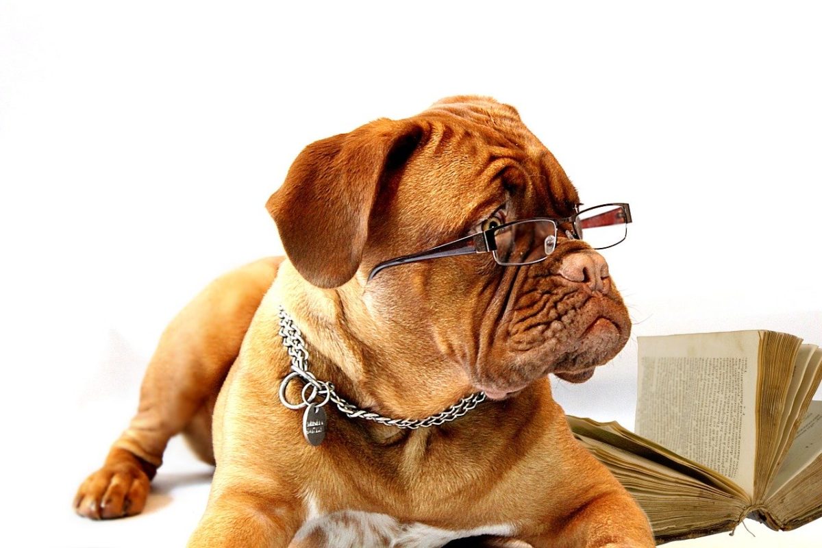 Boxer Hund Brille